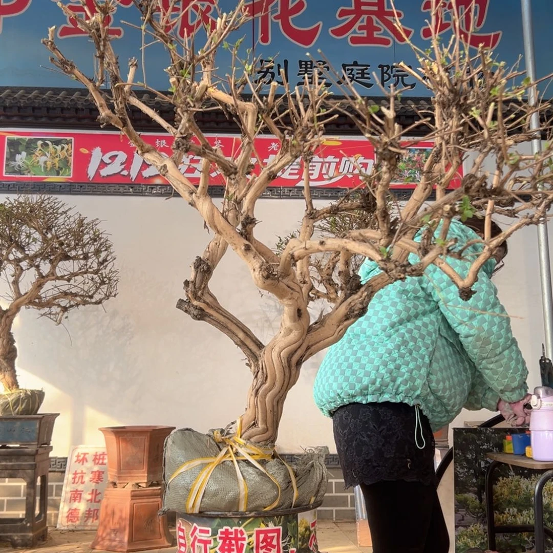 无花朵金银花8888
