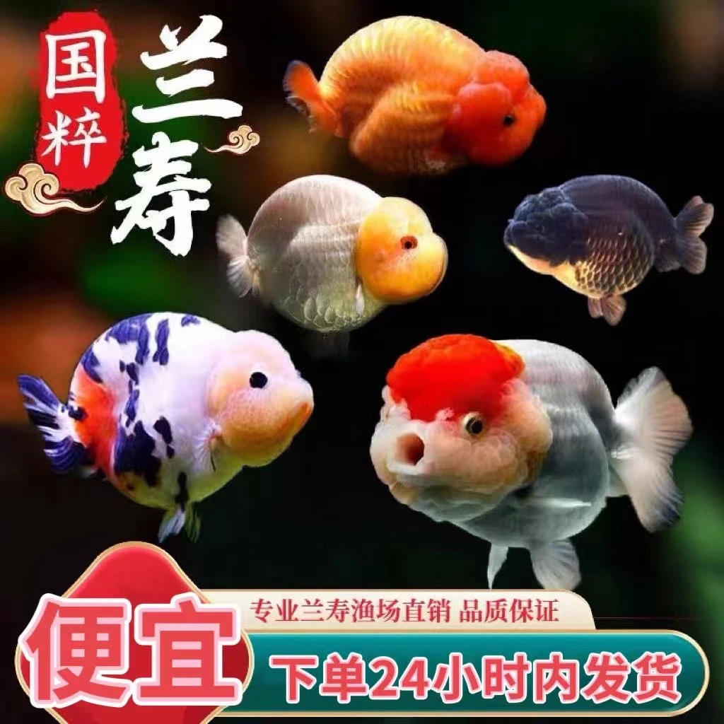 直播间51-100编号观赏鱼包活到手渔场奶牛红白五花兰寿泰狮