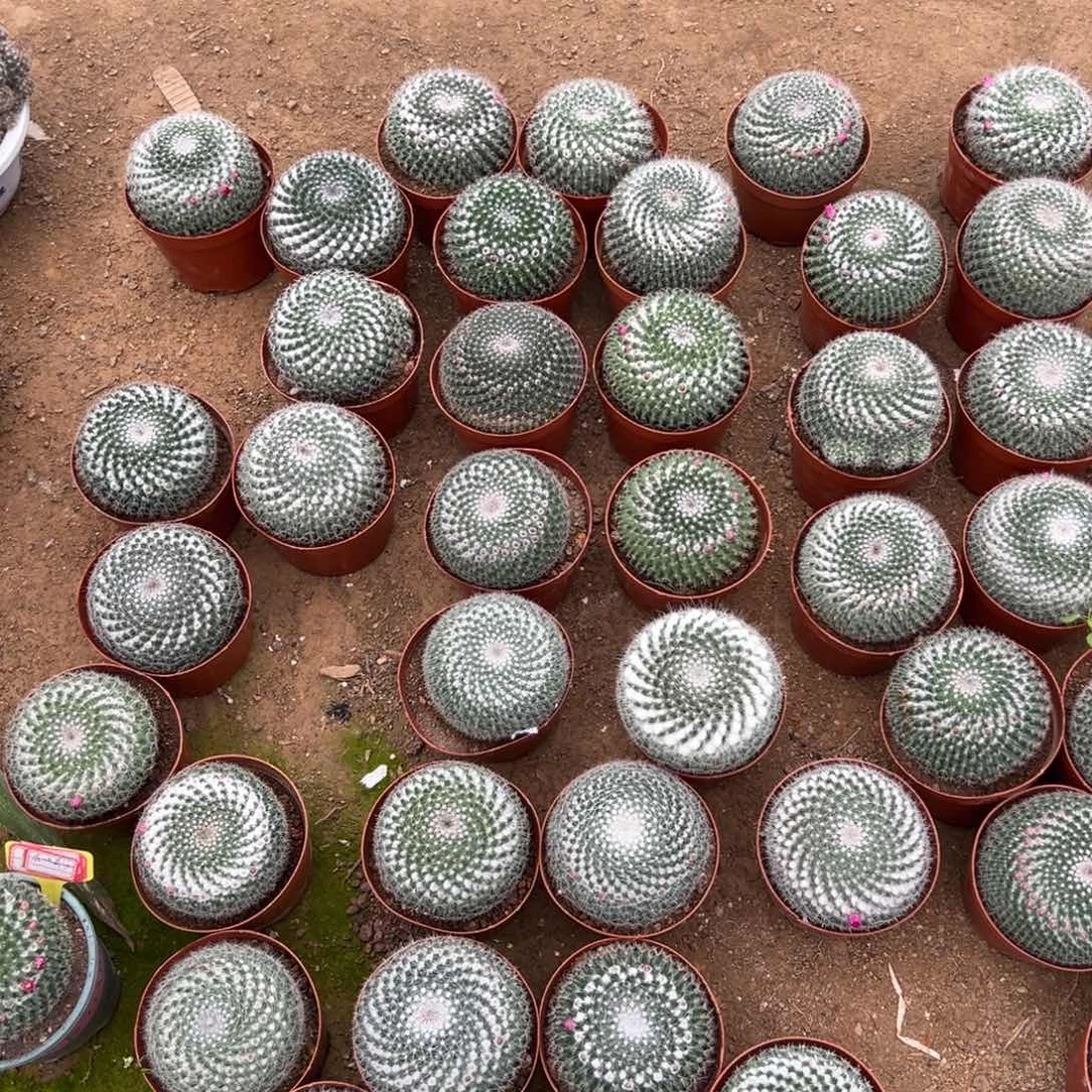 玉翁随机一颗。