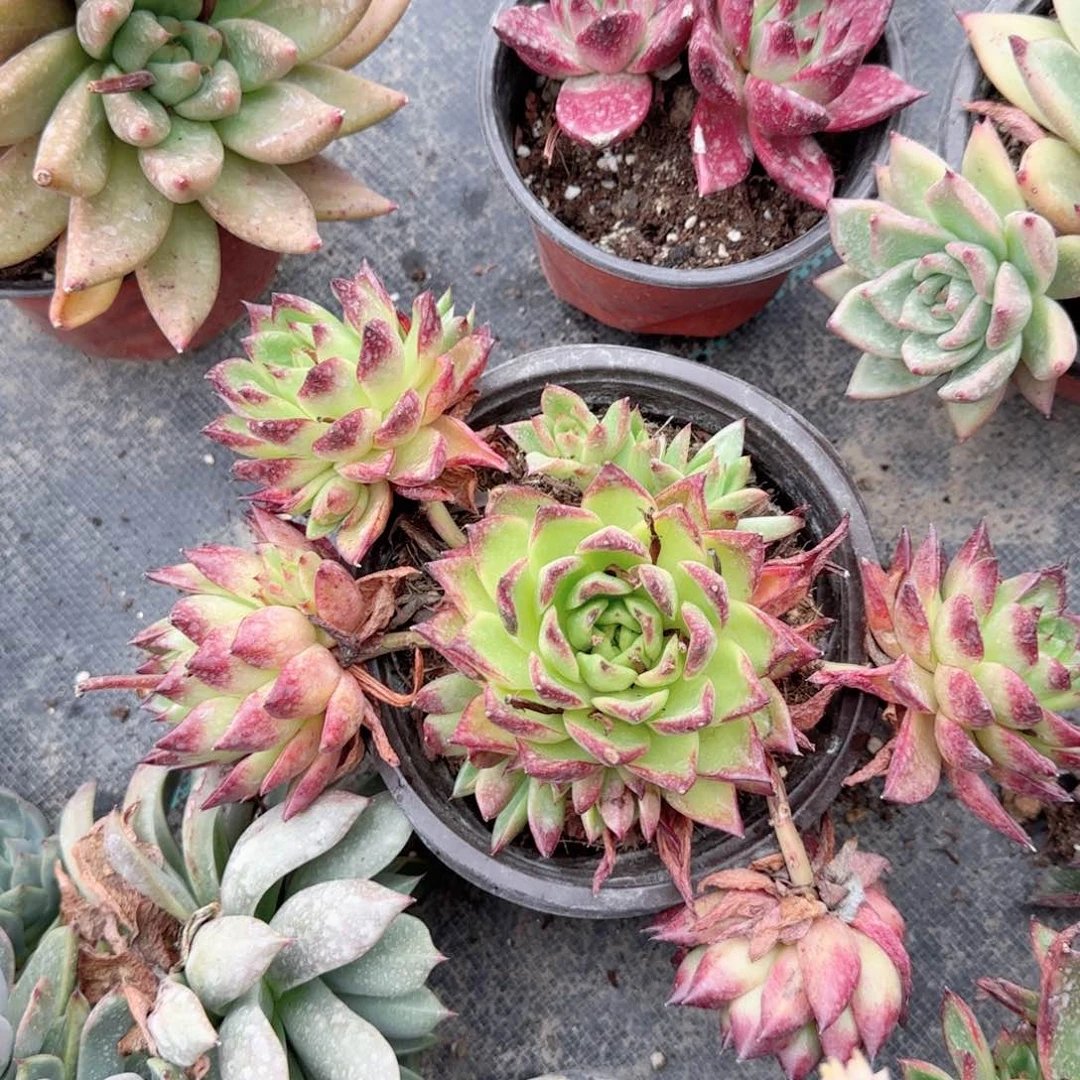 塔****业腊宾群生多肉植物