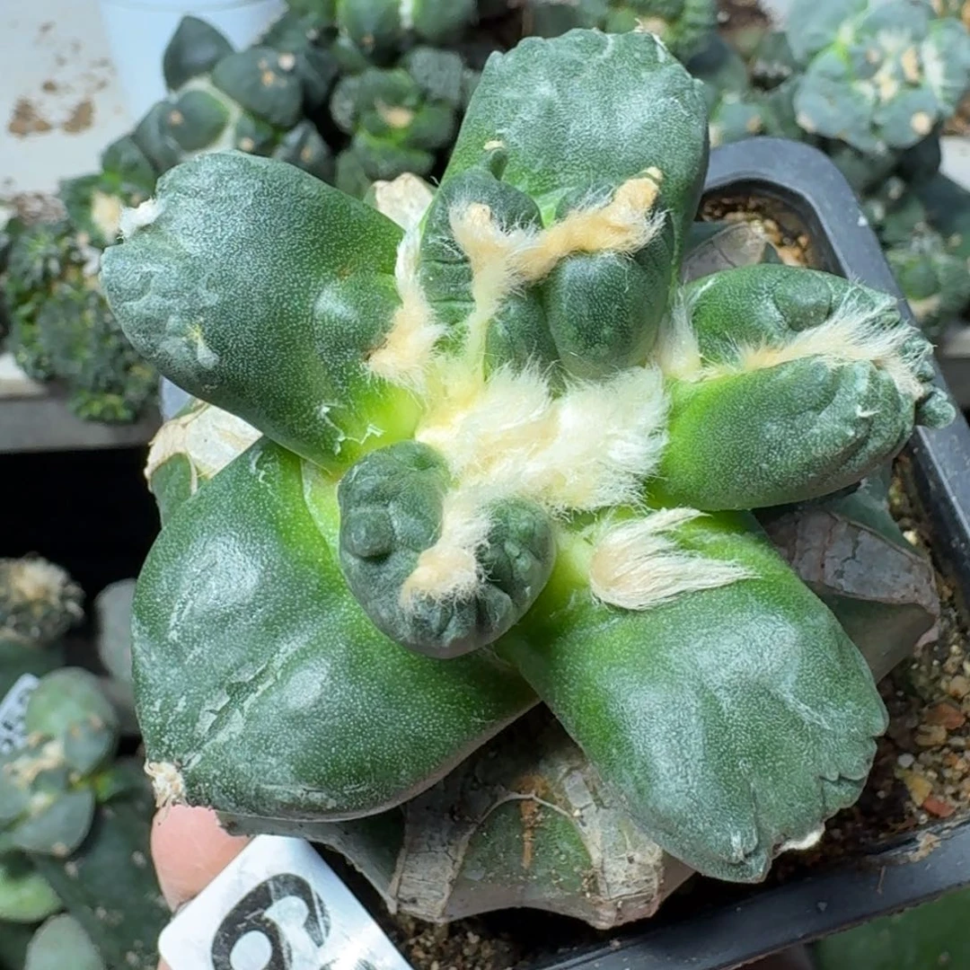 【闪购商品】无花朵刘*精品蛋怒759