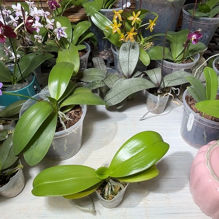 创***生当前无花栽培后可以开花EQ狗