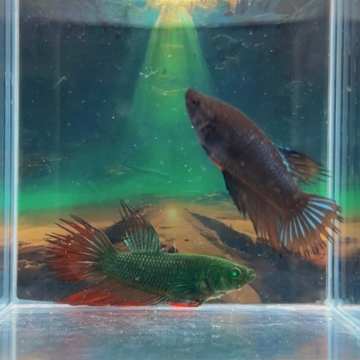 斗鱼我们是个有担当自己