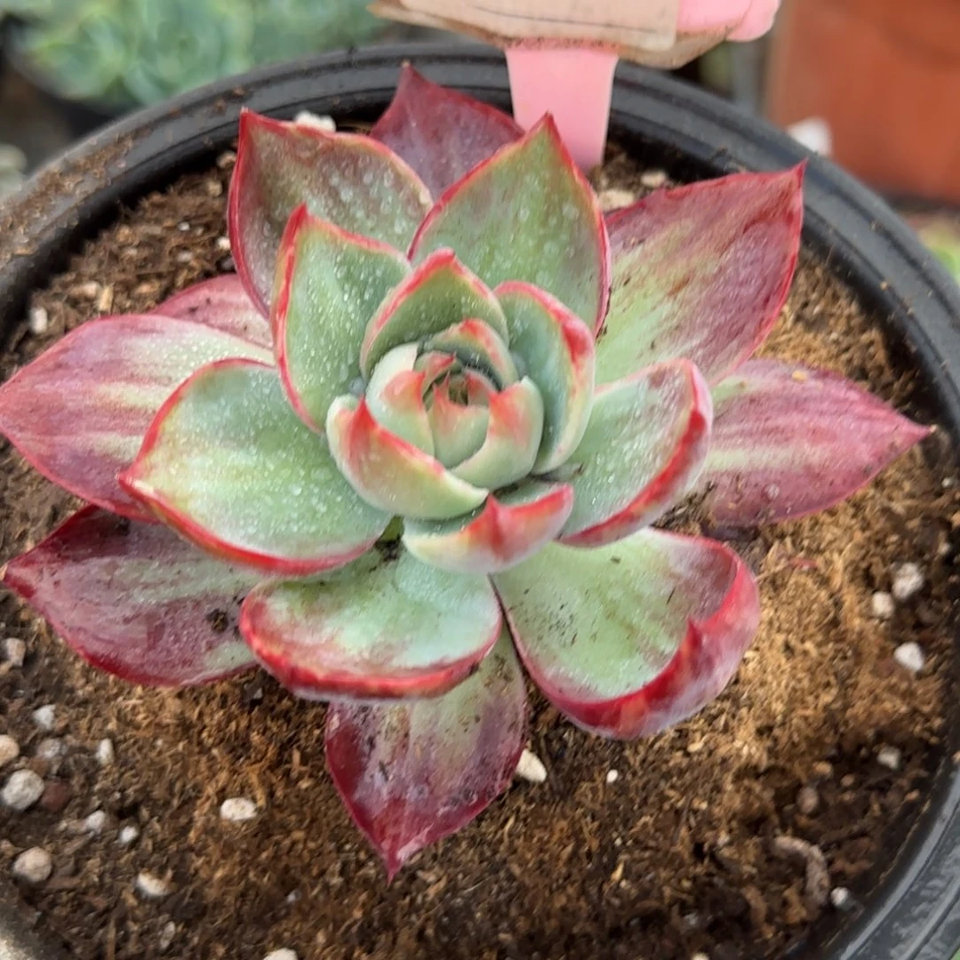 惊鸿一物一拍包装收缩花旱970