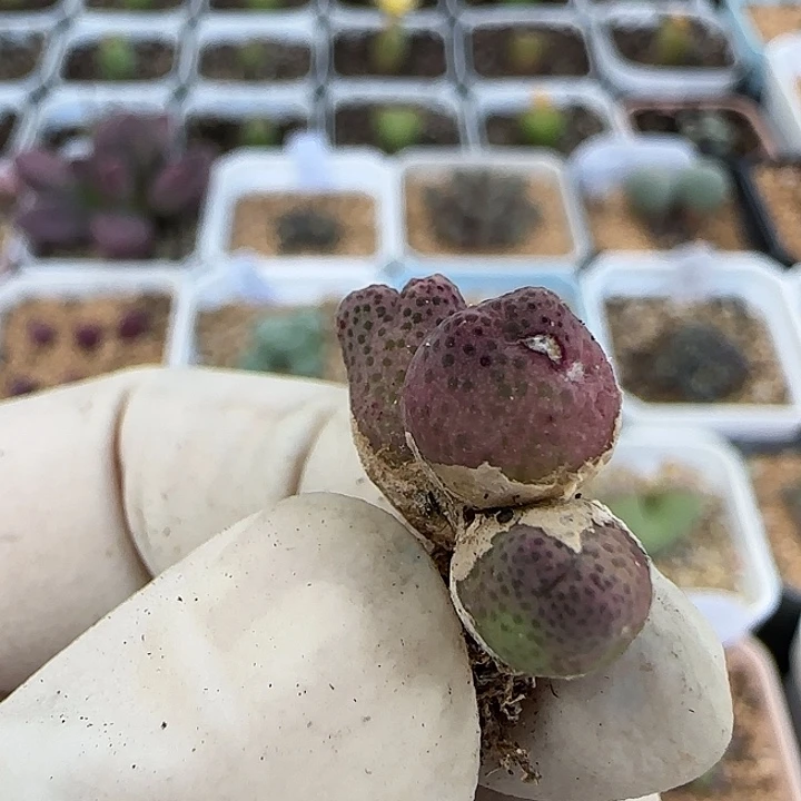 749大肚子斑马杂交