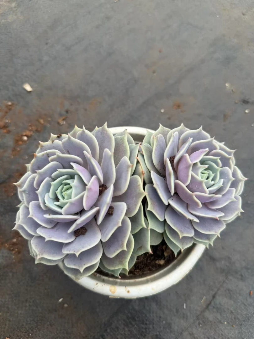 露娜莲双头　多肉植物两单包邮