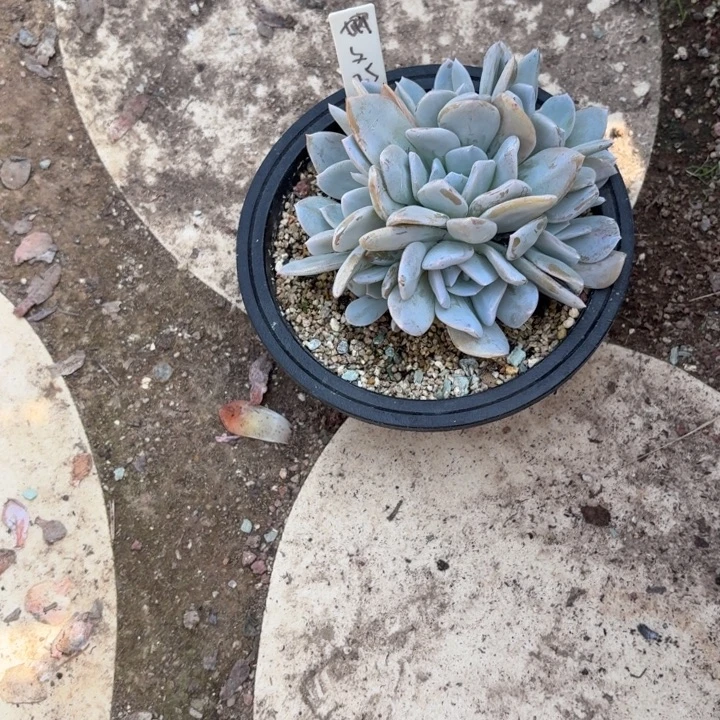 多肉植物雪特群生