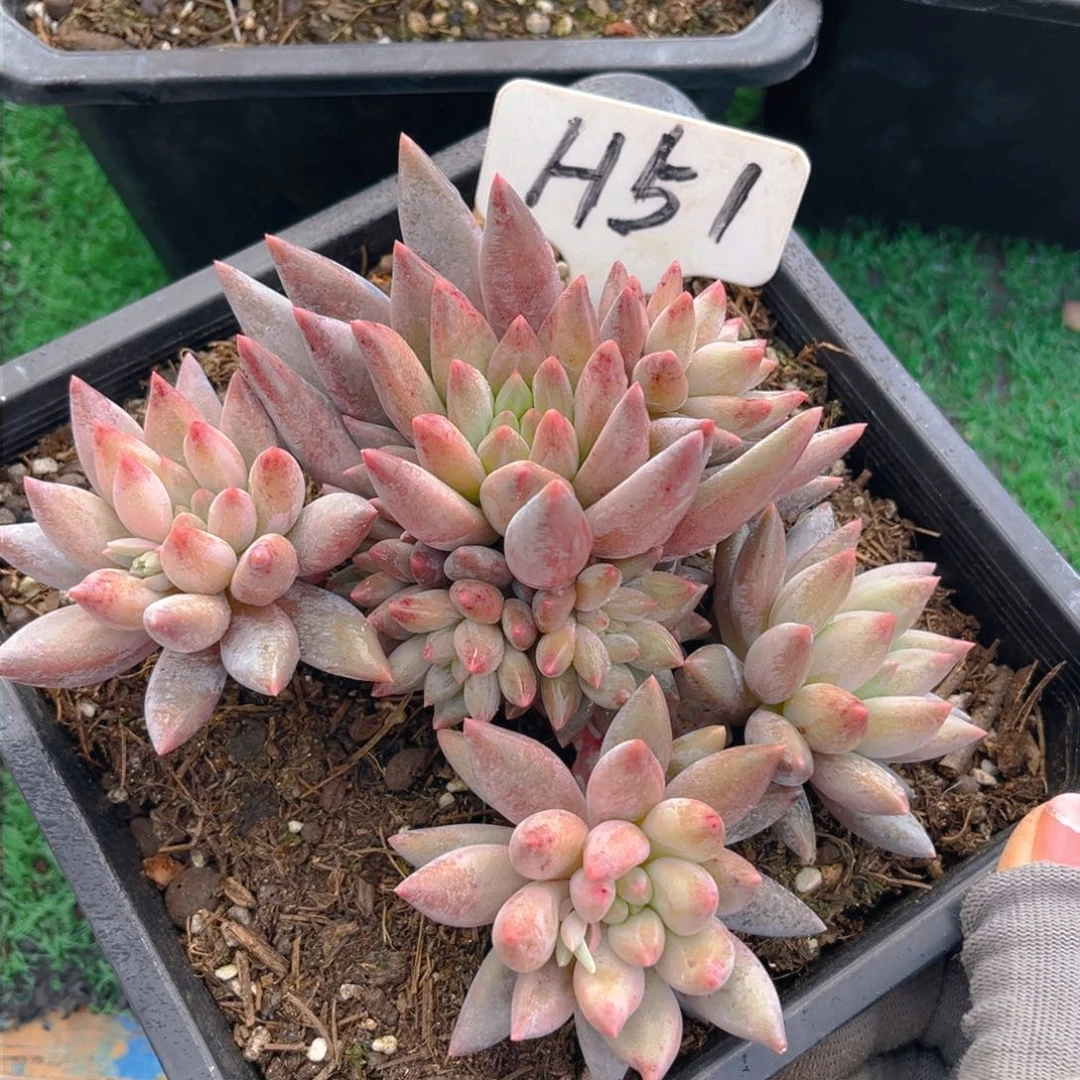 兔*51dgghhhhjjjjjjj