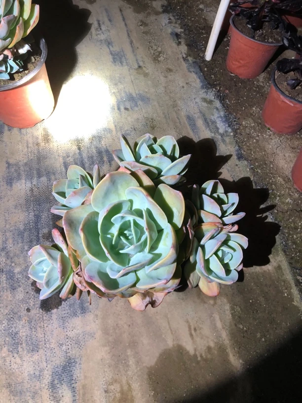 白凤老桩多肉植物