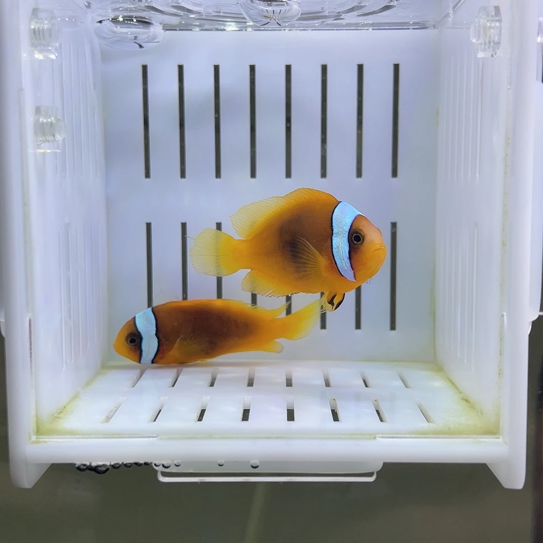 海水鱼番茄小丑鱼