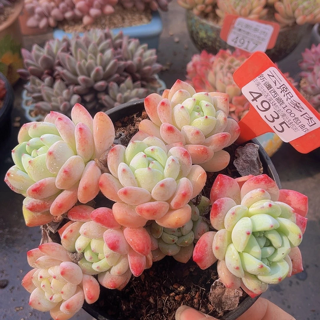 4935望舒多肉植物