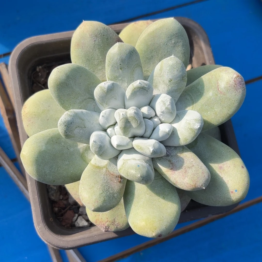 拇指，仙女杯多肉。