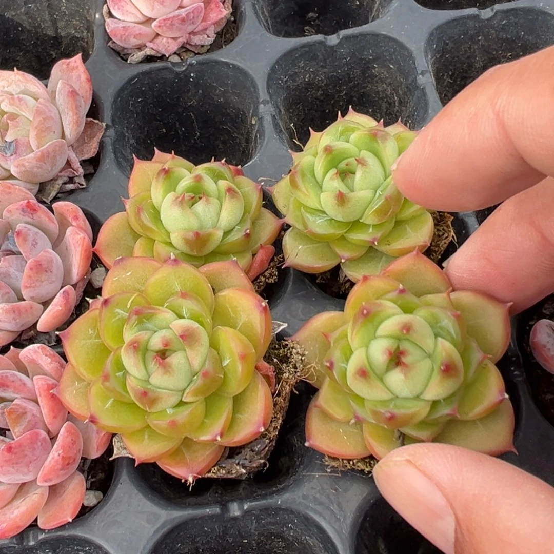 钻石珍妮3cm到手3颗量拍多肉满18元包邮下午发