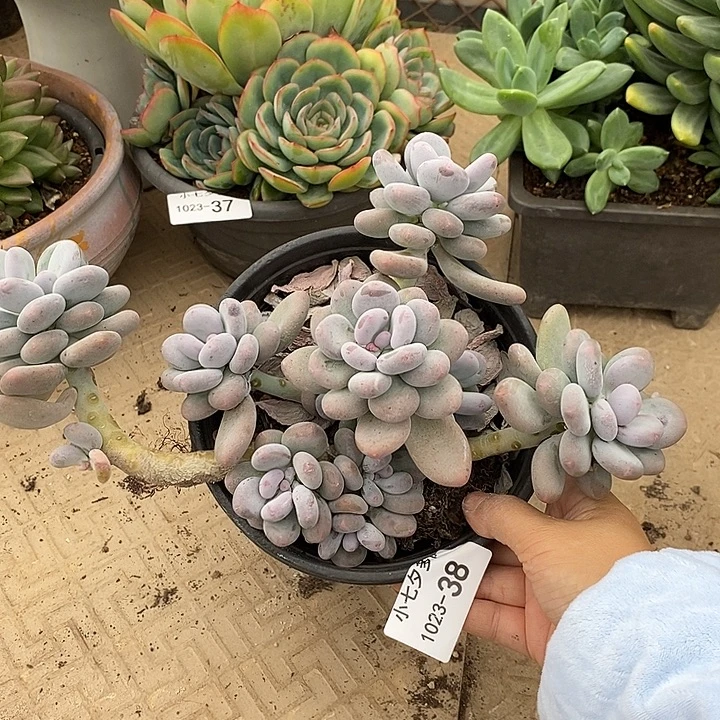 小七夕多肉桃美人38