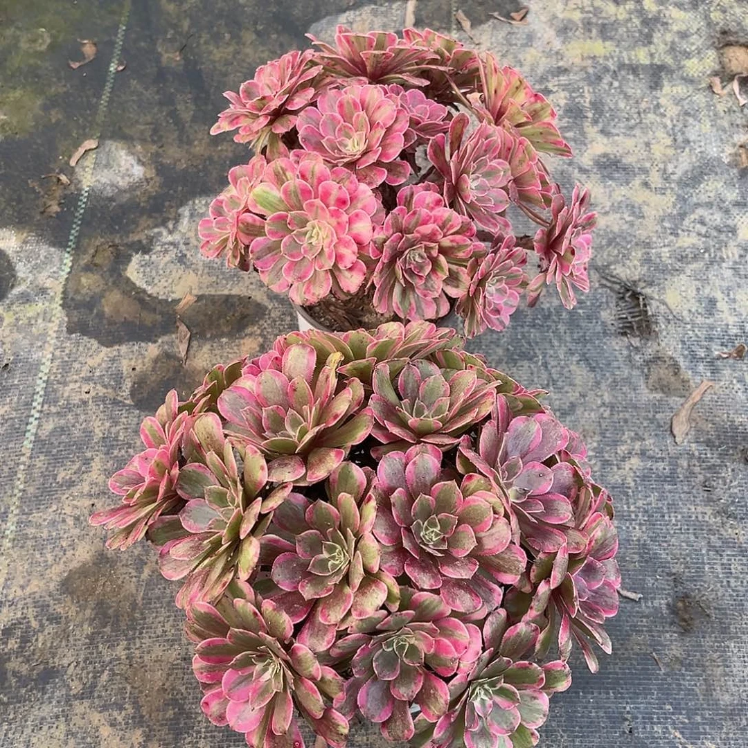 法师套餐漂亮漂亮