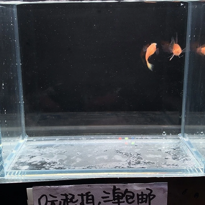 孔雀鱼黄蕾丝玻璃大c一对