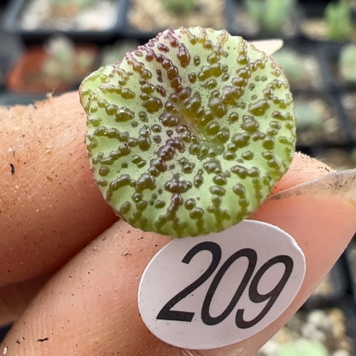 209号1111111111111111