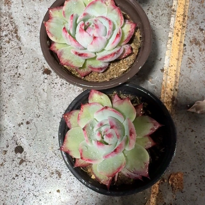 24号2颗小惊鸿仙子