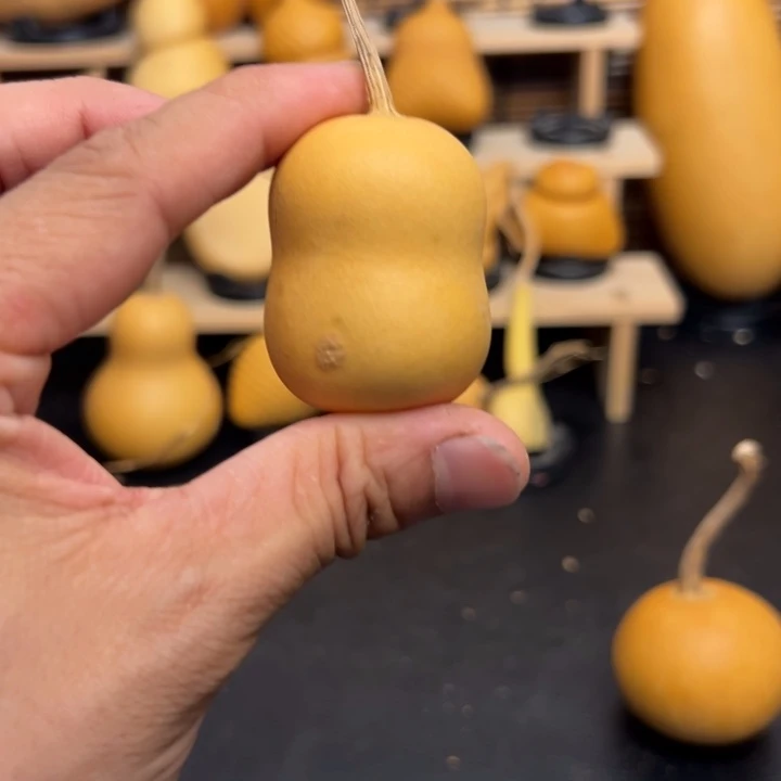 大**?5256655555555562696