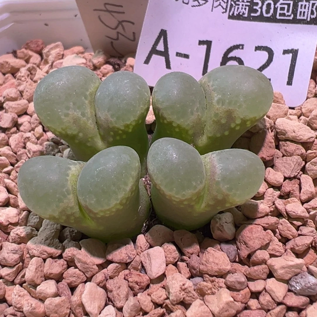 啊***哈多肉植物11111111111