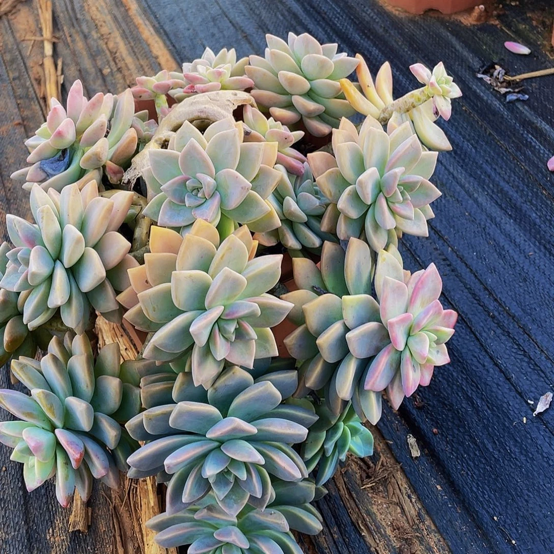 淡雪老桩19.8多肉特价