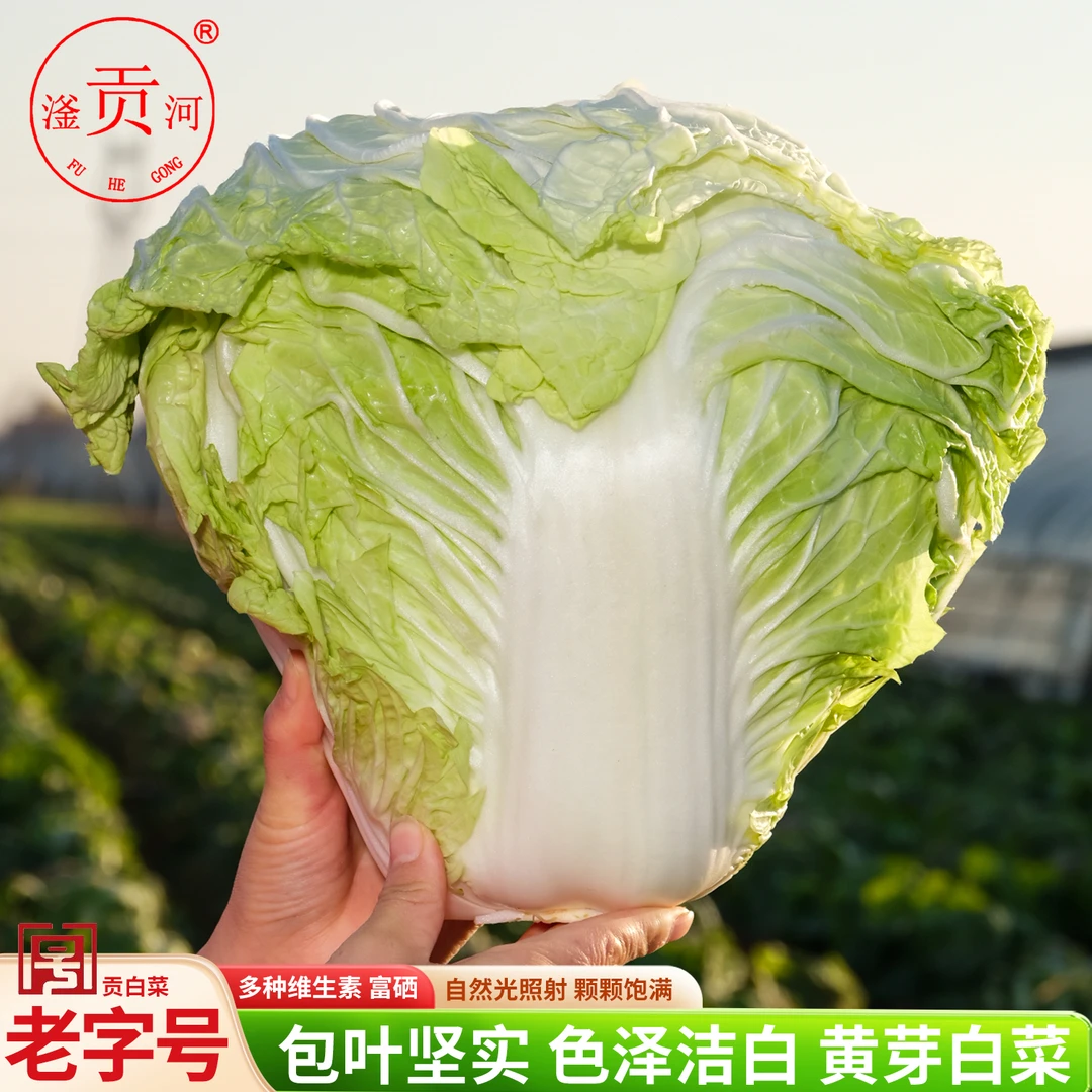 正宗平乡滏河贡白菜礼盒装 脆甜易熟营养丰富清代贡品