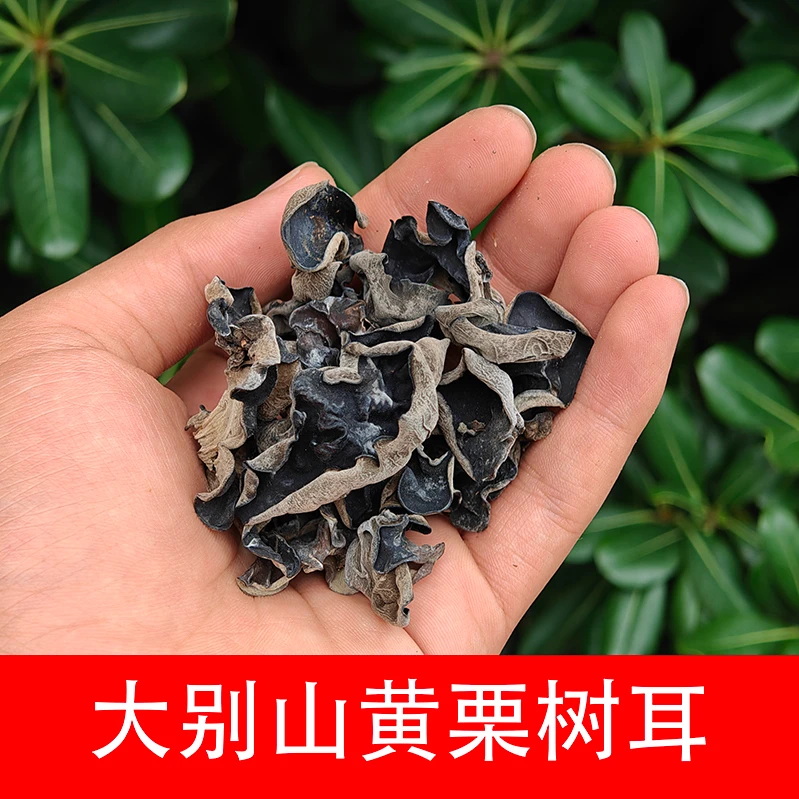 大别山黄栗树黑木耳枫杨树木耳