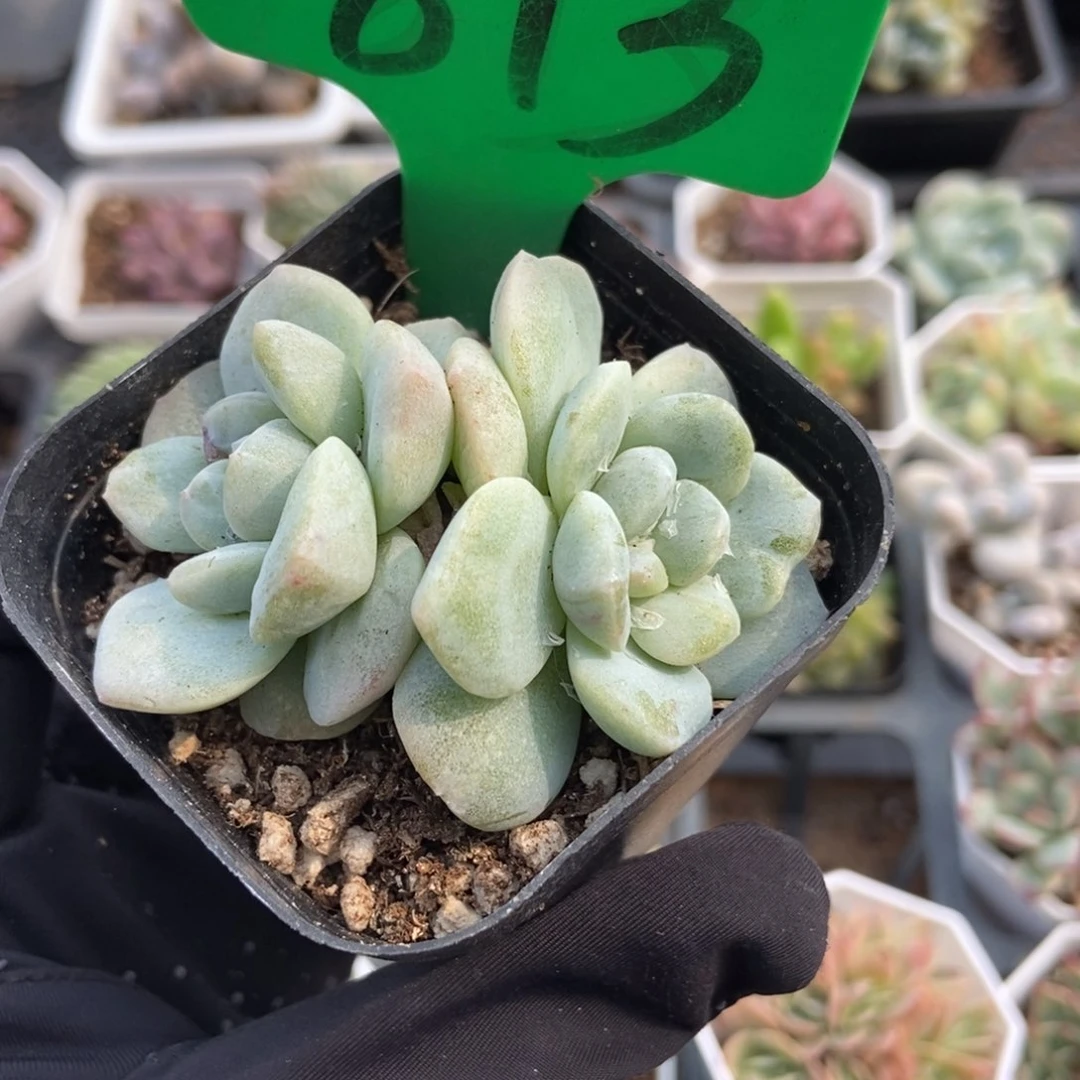 813冰玉石化多肉植物保护