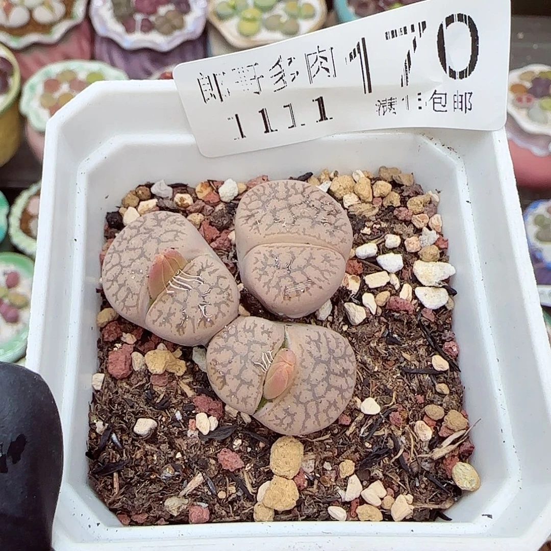 生石花满18包邮1111-170
