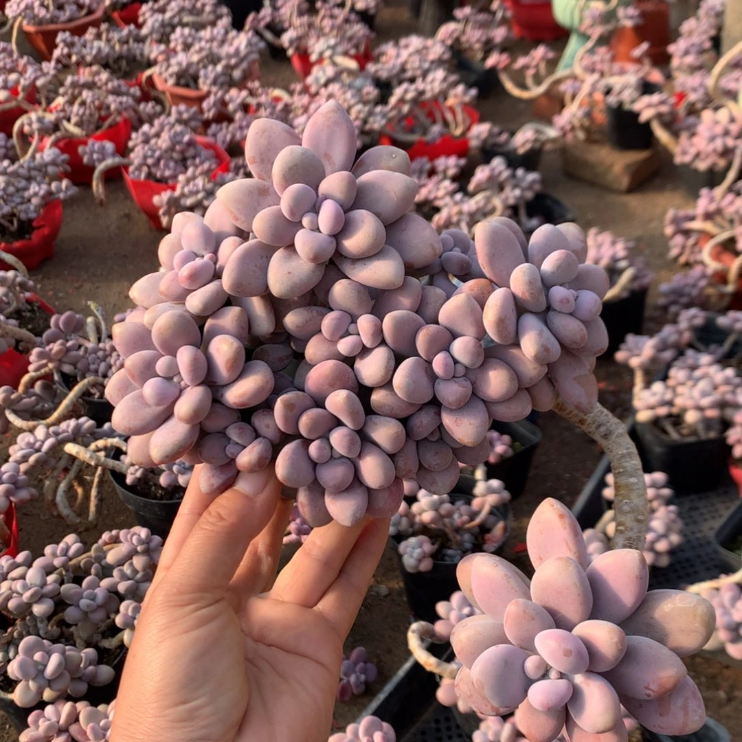 桃蛋老庄不带盆6号