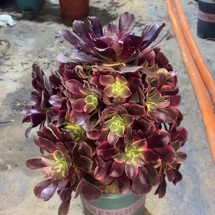 金丝雀多肉植物15