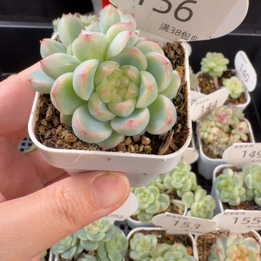 财富密码三头群156号