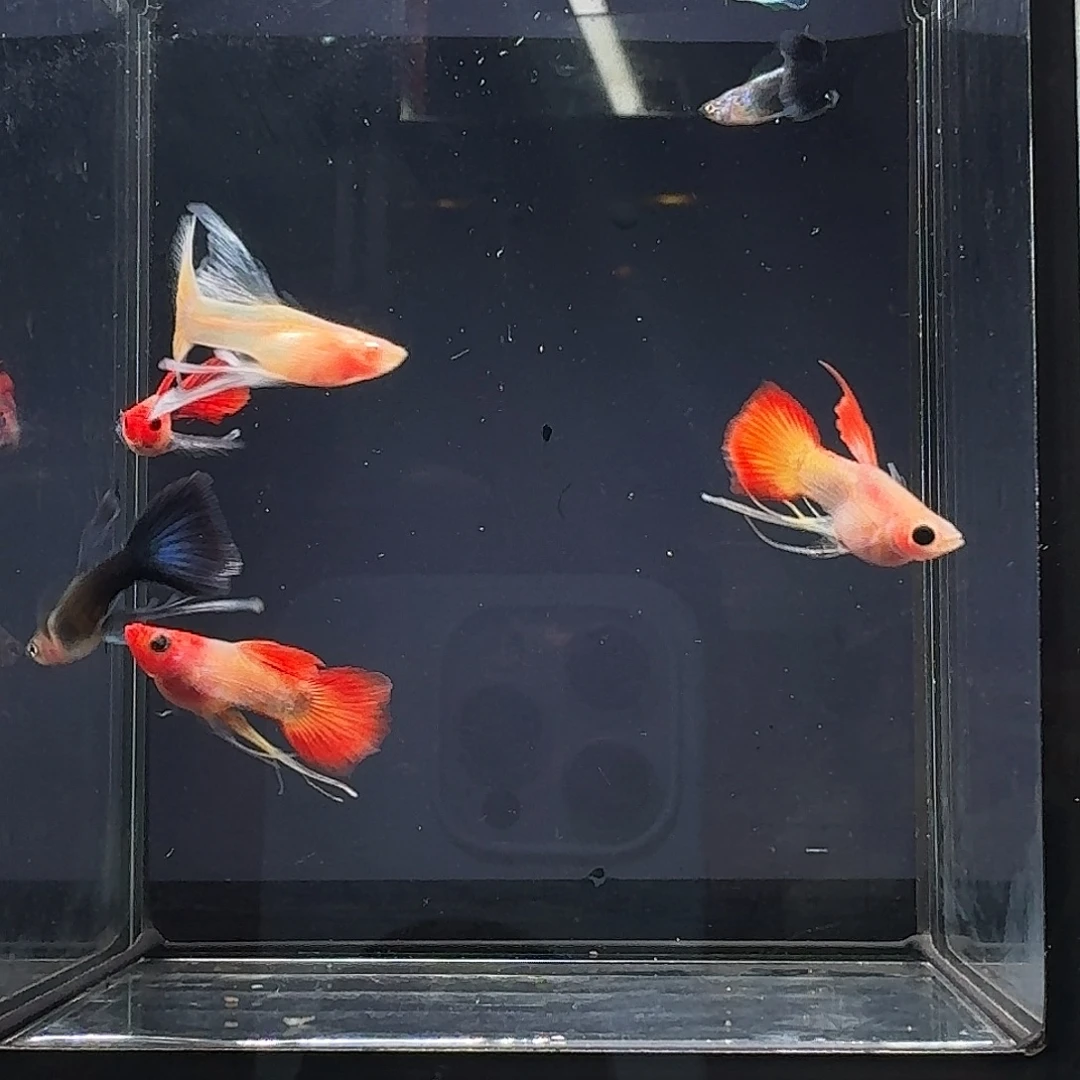 1****海水鱼长公组合一缸6条
