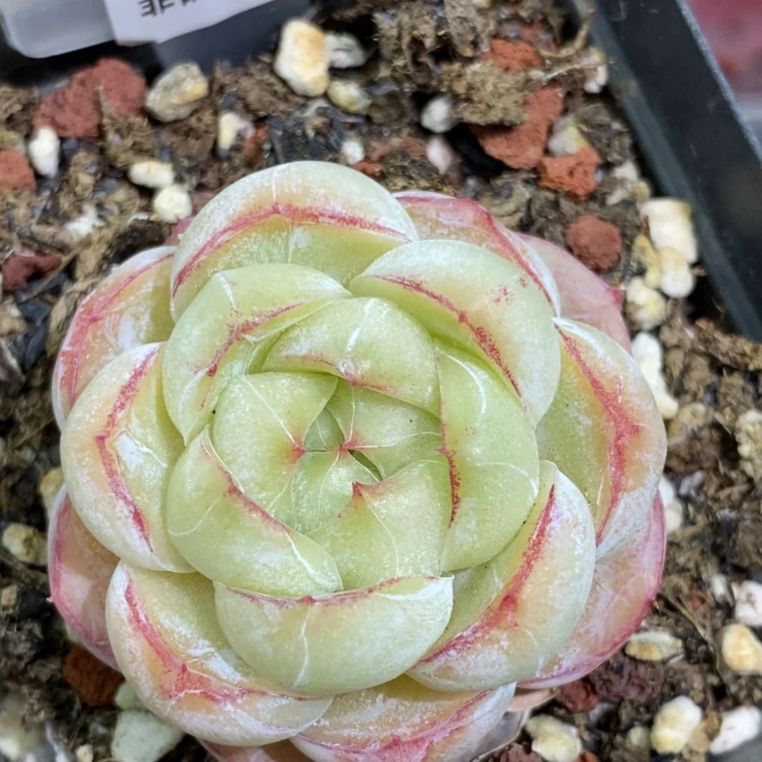 269东篱下多肉植物盆栽