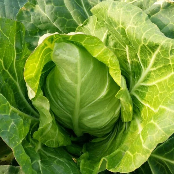 牛心白菜1颗 约1500g