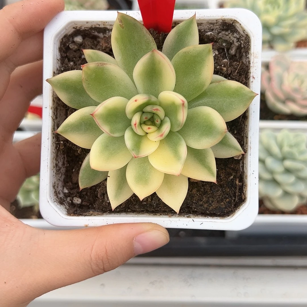 83号阿诗娜锦多肉植物