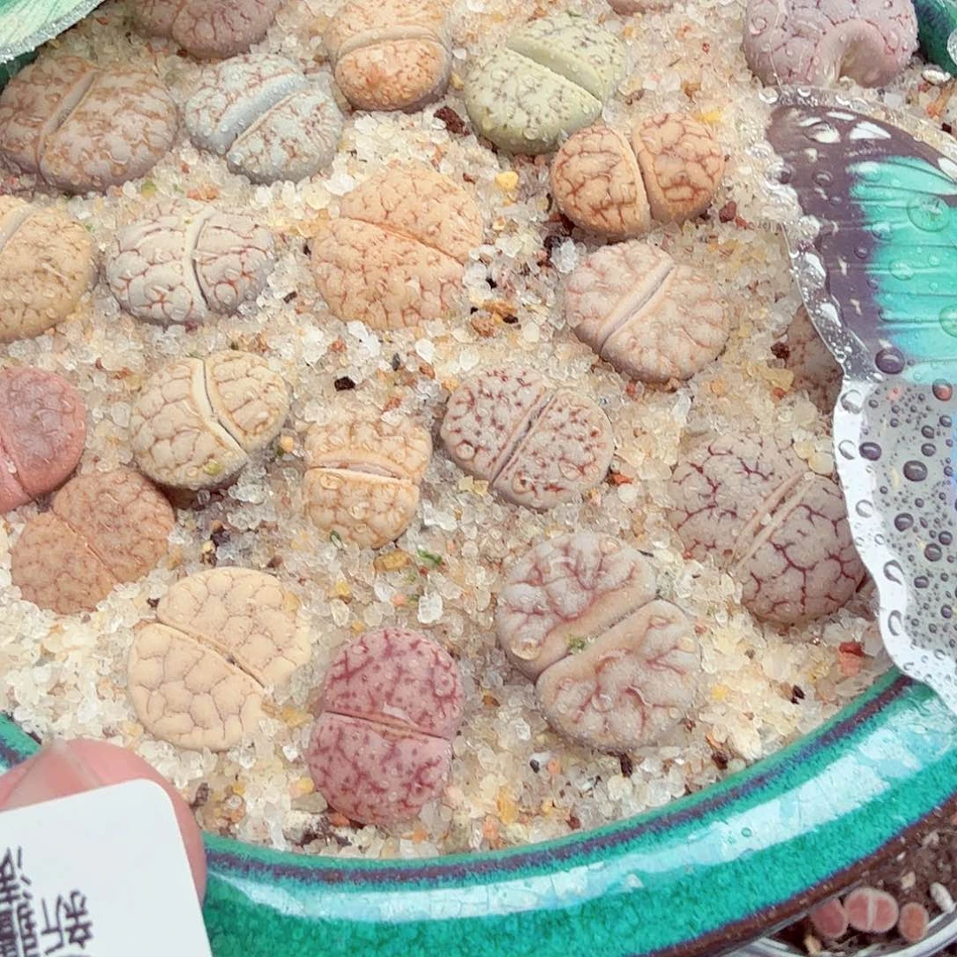 你***帅你也快回来吃饭哈哈035
