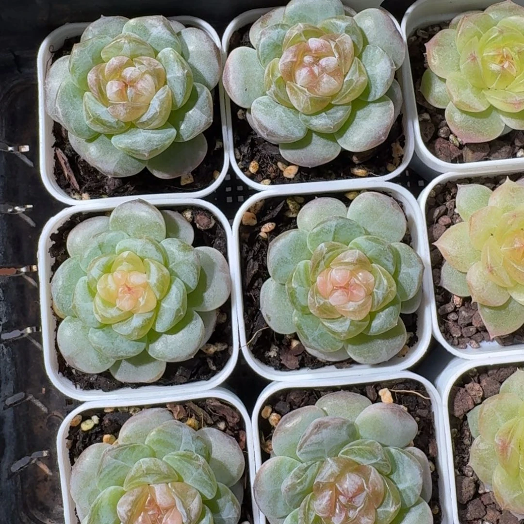1109-39-玉茗单头量拍