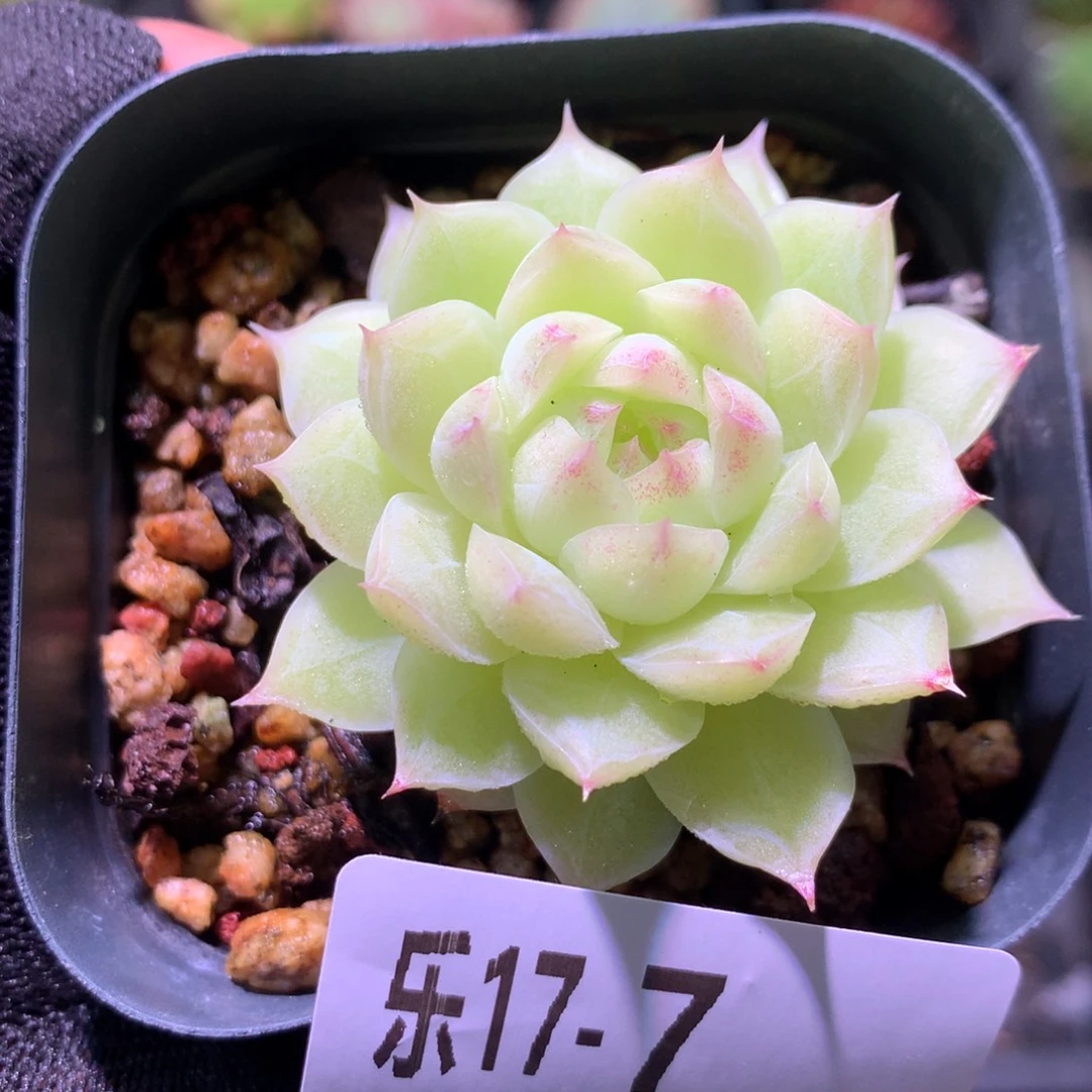 乐然17-7 女王玫瑰