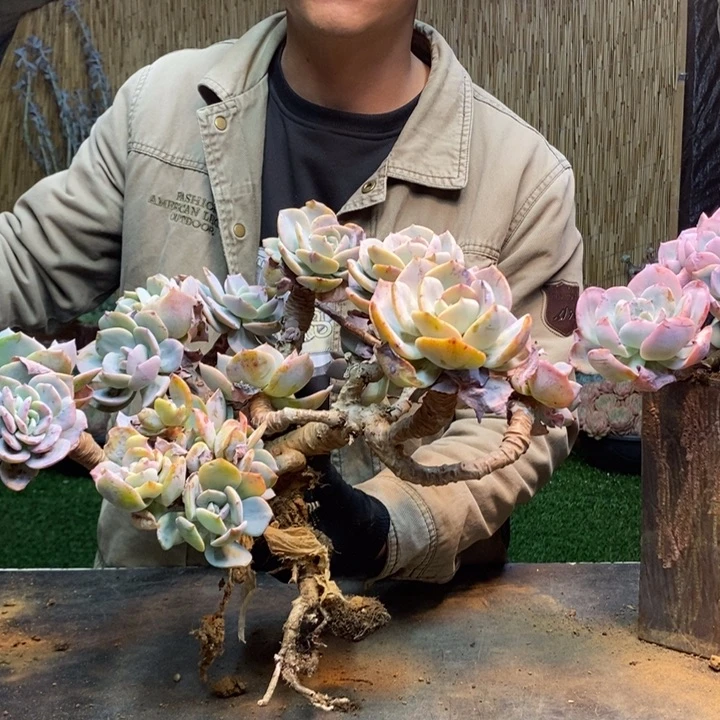 綦***农65 号白凤多肉植物