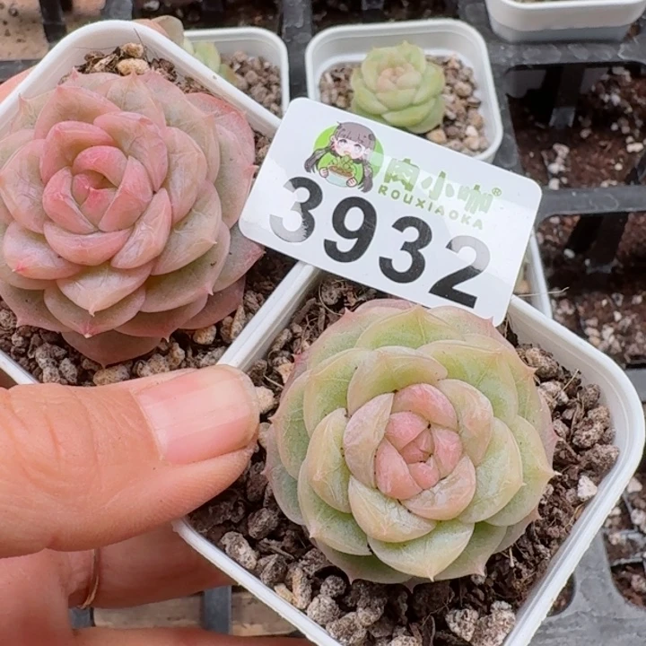 多肉植物多肉植物