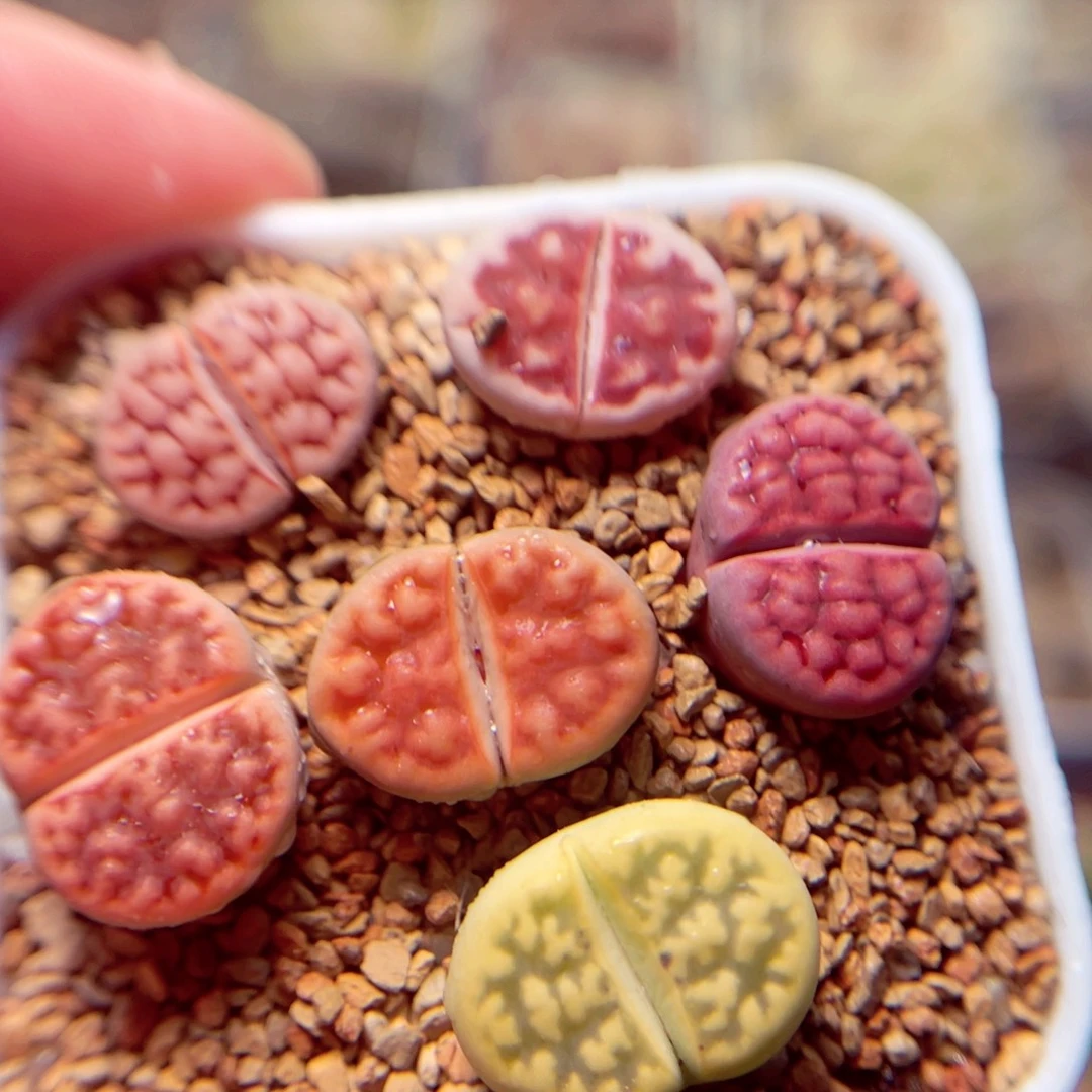 285好带盆包邮发货