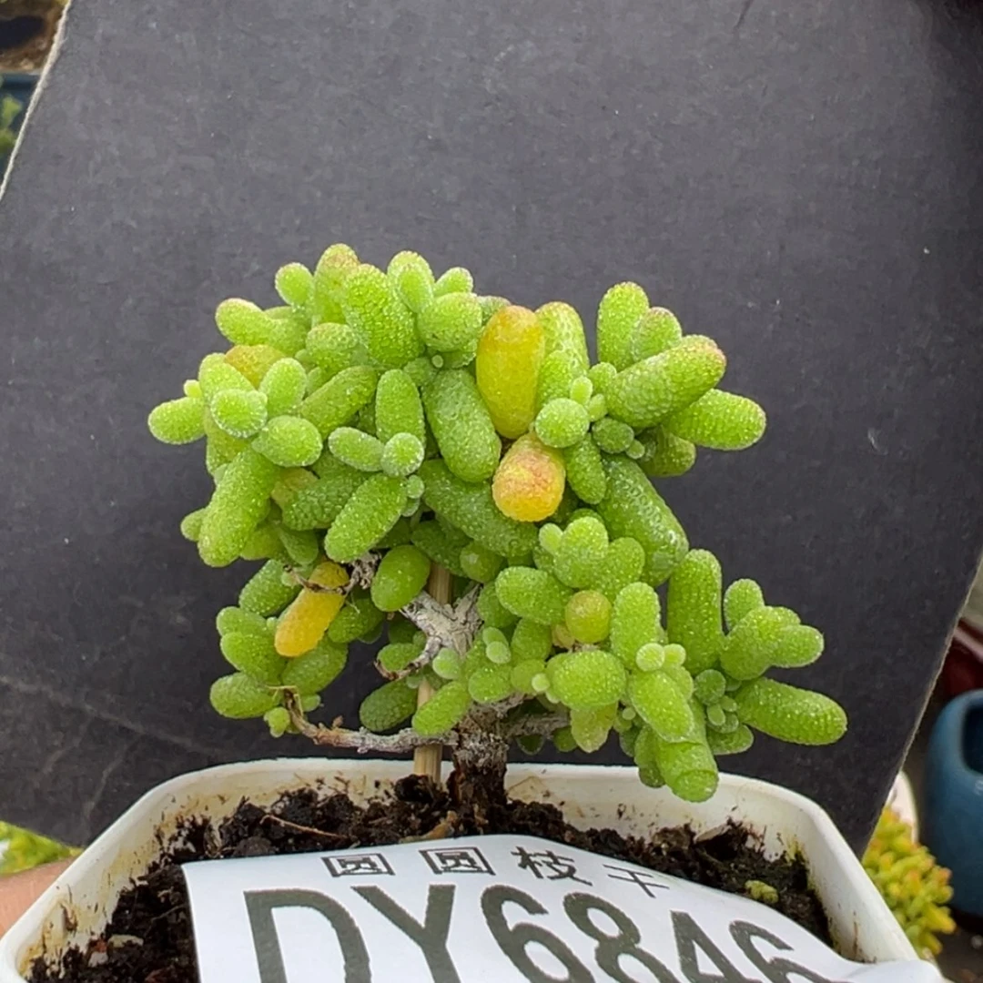 【闪购商品】dy6846精控金桔冠幅4cm