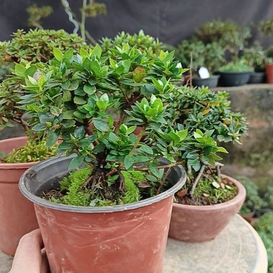 完全开放123456789