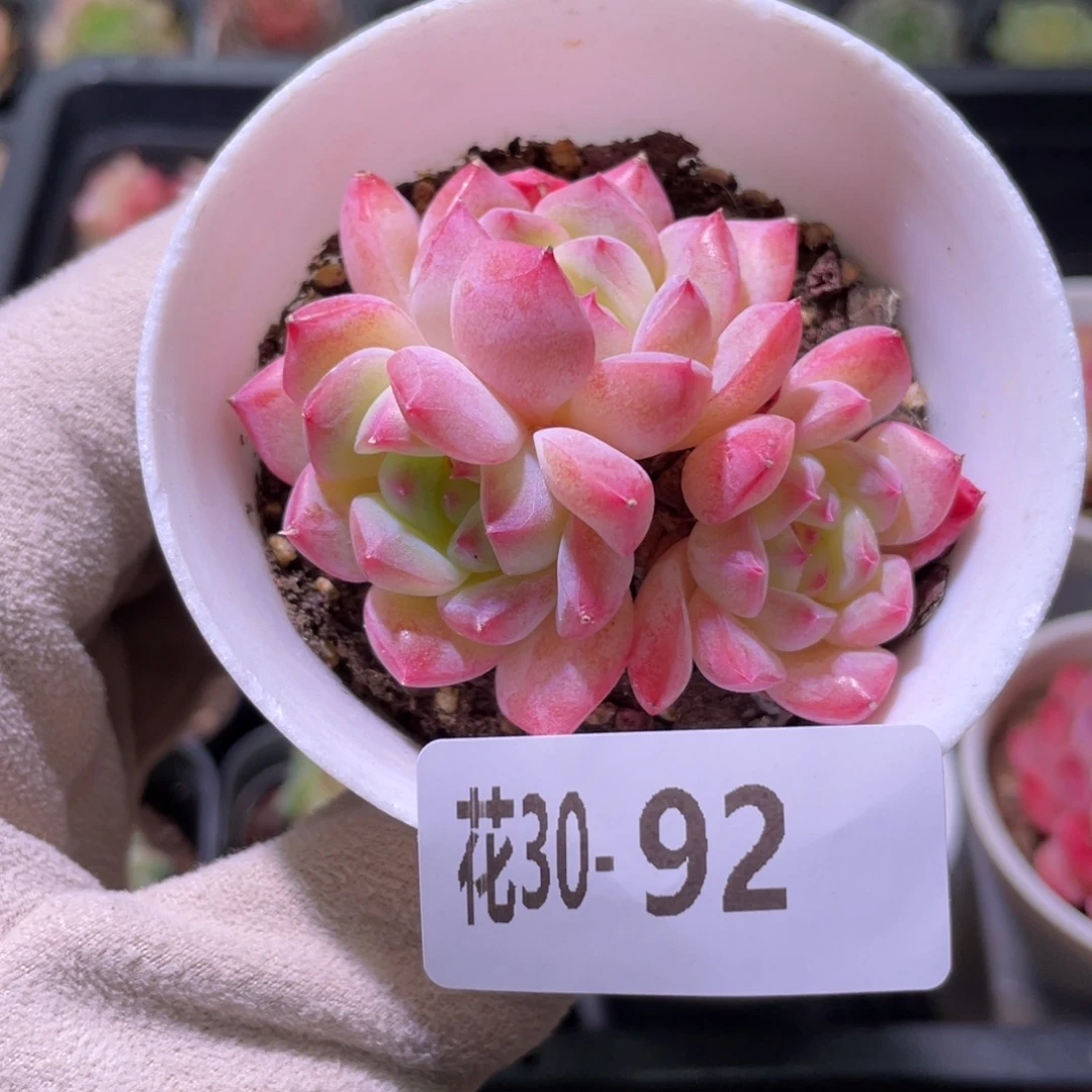 花利美30-92白桃汽水
