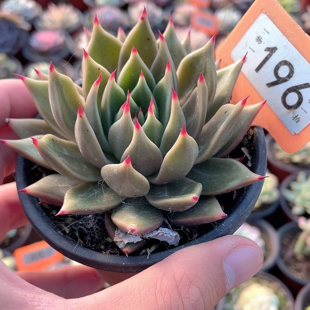 爪子196号多肉植物