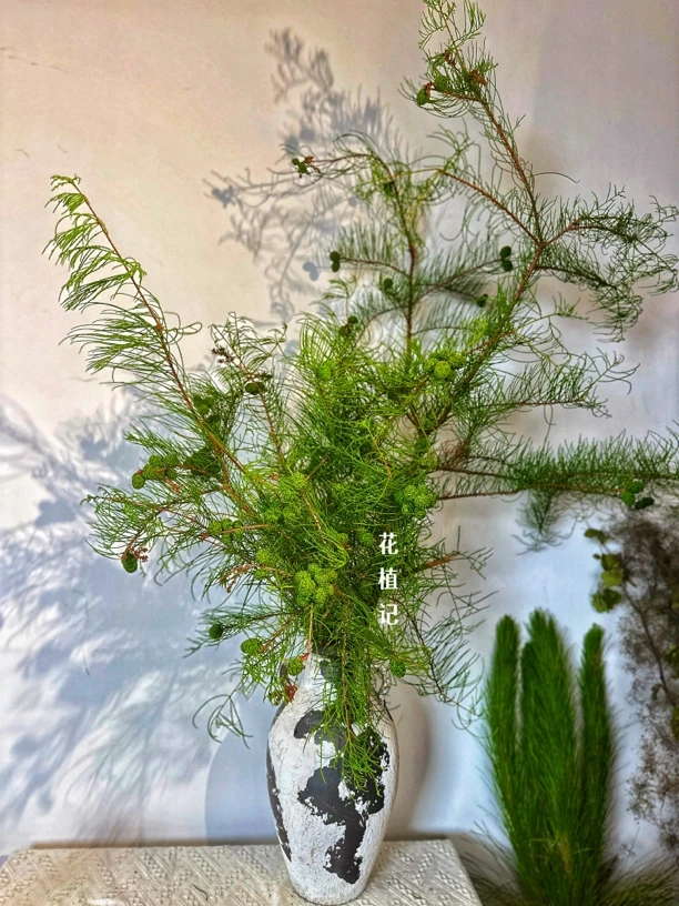 池杉/落羽杉—高颜小众鲜切花南天竹