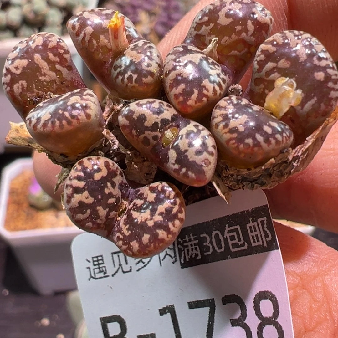 多肉植物11111111111111