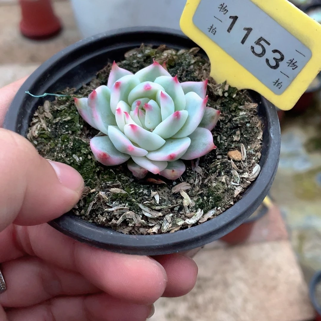 安***³1153号多肉植物盆栽