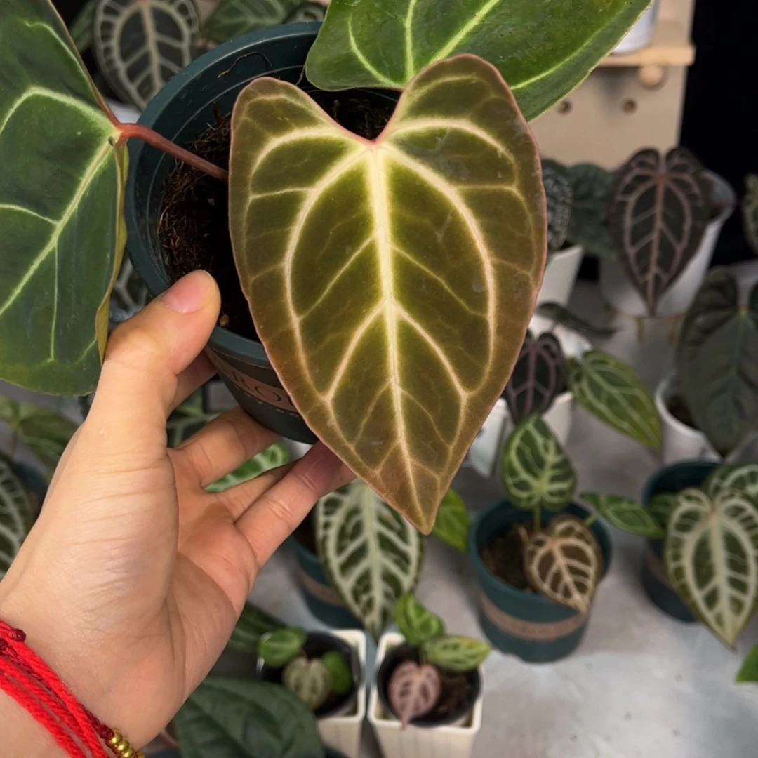 无花朵041 开耳贝斯